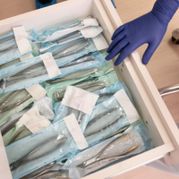 esterilizacao-2026